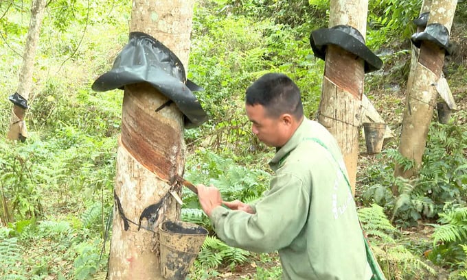 Giữ chân lao động, đẩy mạnh khai thác mủ cao su 